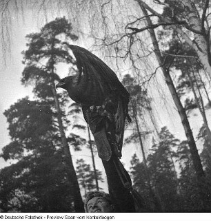 Tiere in Moritzburg II (Wildgehege?)