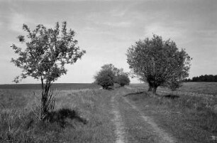 In Hammer bei Liebenwalde