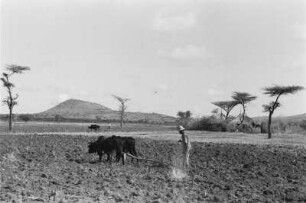 Pflügender Bauer (Äthiopienreise 1937/1938 - 6. Fahrt: von Addis Abeba zum Bishoftu See)