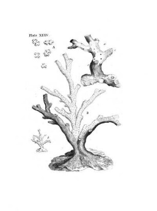 Plate XXXV