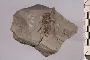 Bockkäfer (Cerambycidae)