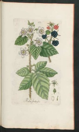 433. Rubus fruticosus