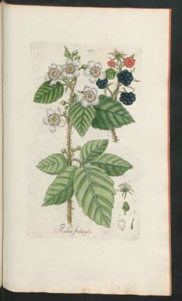 433. Rubus fruticosus