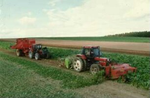 Fotografie: Ernteverfahren, Zuckerrübe, Zweiphasiges Ernteverfahren