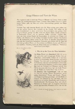Einige Pflanzen und Tiere der Wiese