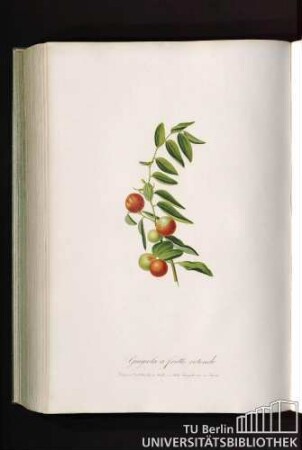 Giuggiolo a Frutto Tondo