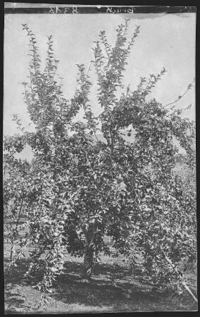 Hood River, Oregon. Yellow Newtown (American apple "Albermarle Pippin"), 11 years old