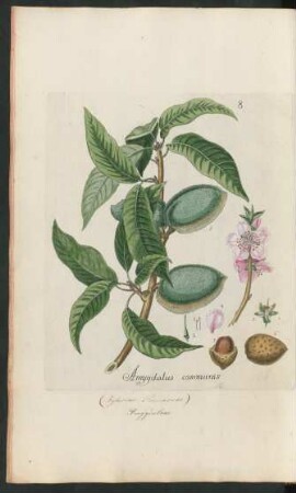8. Amygdalus communis