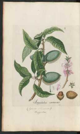 8. Amygdalus communis
