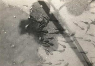 Grasfrosch (Rana temporaria L.), Larven (Kaulquappen) im Wasser