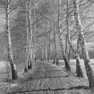 Landschaftsbild. Frühling im Spreewald. Leiper Weg. Heuschober. Die Wiesen sind überschwemmt. : Wobraz krajiny. Nalěćo w Błótach. Puć w Lipjem. Kopjena (Stogi). Łuki su přepławjene.
