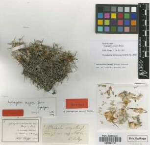 Astracantha meyeri (Boiss.) Podlech [syntype]