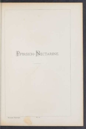 VI. 16. Pfirsich-Nectarine