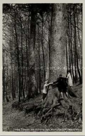 Historische Tanne im Harz
