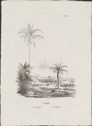 Tab. 84. Cocos