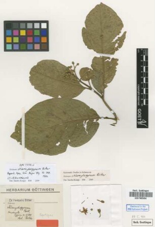 Solanum chlamydogynum Bitter [syntype]