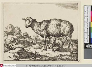 [Une brébis debout, dirigée vers la gauche, accompagnée d'un agneau qui la tette; mouton; Ein Schaf säugt ein Lamm, im Hintergrund ein Wagen]