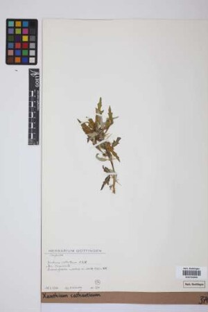 Xanthium catharticum Kunth