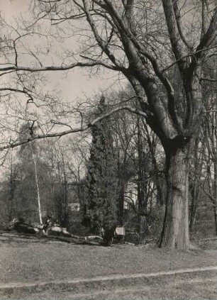 Helfenberg. Park des ehemaligen Ritterguts. Tulpenbaum