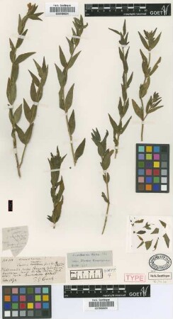 Justicia campestris Griseb. [holotype]