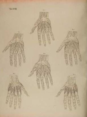Anordnungen der Gefäßbögen der rechten Hand (Lineartafel)