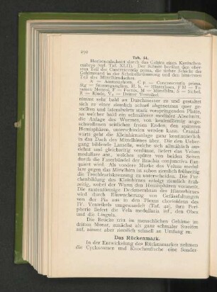 Das Rückenmark.