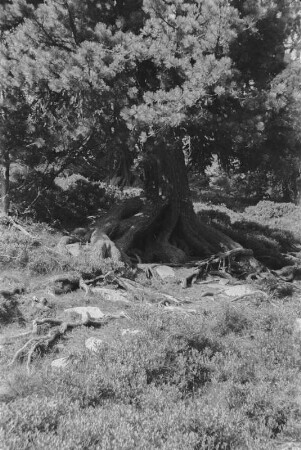 Baum : Alter knorriger Baum am Wegesrand.