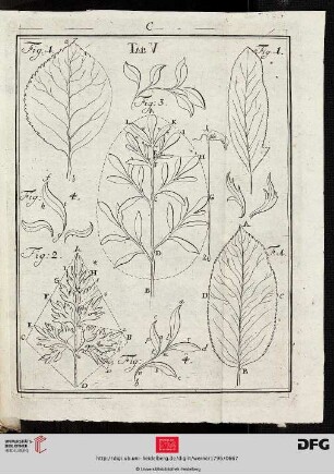 Tab. V [Div. Blattformen (Schemata)]