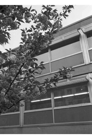 Magnolienblüte.