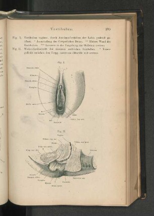 Vestibulum.