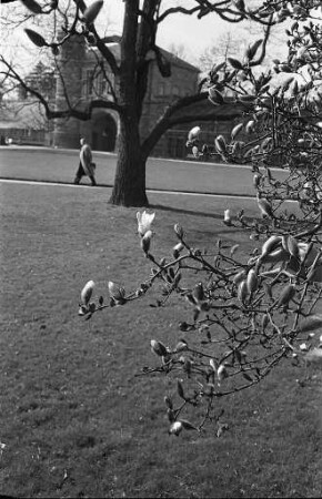 Magnolienblüte im Botanischen Garten.