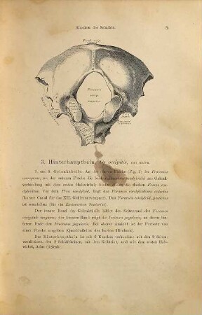 Die descriptive und topographische Anatomie des Menschen : in 650 Abbildungen