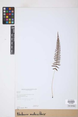 Blechnum malacothrix Maxon & C.V. Morton