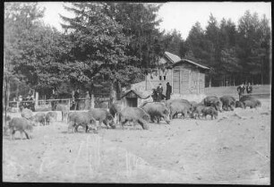 Moritzburg. Fütterung der Wildschweine
