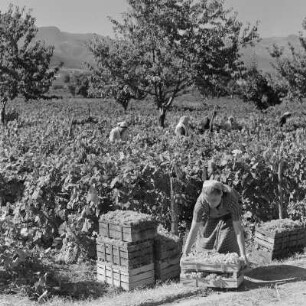 Landschaftsbild der bulgarischen Rhodopen. Weinlese um Peruschtiza