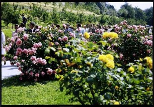 Insel Mainau: gelbe und rosa Wildrosen, Hintergrund Publikum
