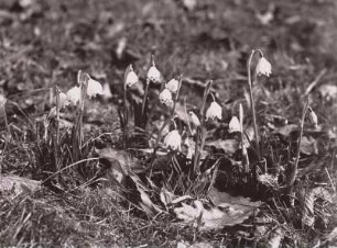 Märzenbecher, Frühlingsknotenblume (Leucojum vernum L.). Blühender Bestand