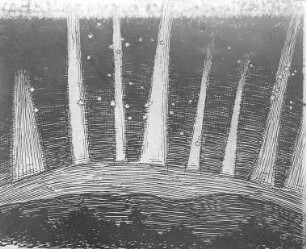 Nordlicht, beobachtet in der Treptow-Sternwarte, 8. IX. 1889