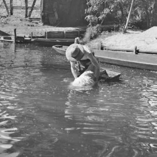 Spreewaldbauer reinigt sein Schaf im Fluss vor seinem Gehöft. : Błótowčan rjedźi swoju wowcu w rěce před swojim statokom.