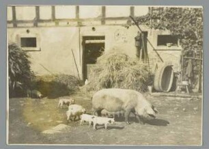 Elbisbach. Sau mit Frischlingen im Hof eines Gehöftes