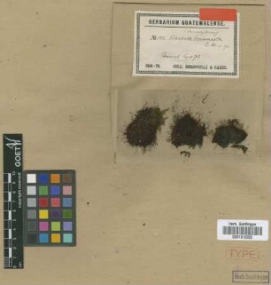 Barbula brunneola Müll.Hal. [isotype]