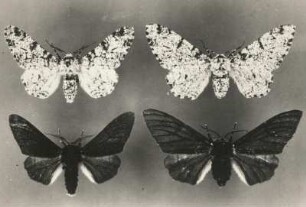 Birkenspinner (Endromidae), oben. Unten Birkenspanner (Biston betularia, Form carbonaria dunkel). Männchen und Weibchen