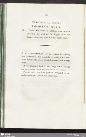 Terebratula variabilis. Tab. DLXXVI.—figs. 2—5