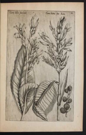 Taf. 32. [Canna indica]