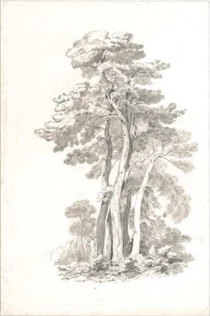 Bühlmann, Josef; Studienblätter und Reiseskizzen - Baumgruppe (Ansicht)