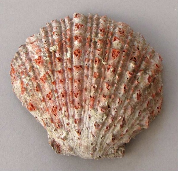 Spondylus-Schale