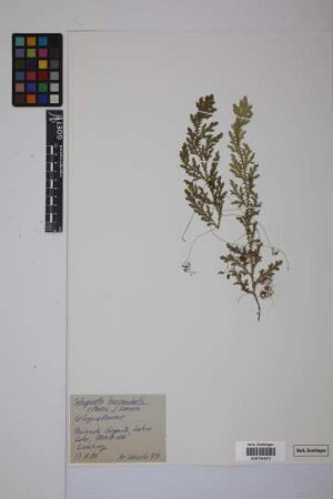 Selaginella horizontalis (C.Presl) Spring