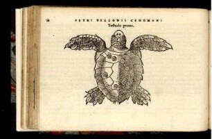 Testudo prona