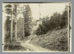 Am Weg zur Pyramiden Wiese im Triebtal bei Plauen