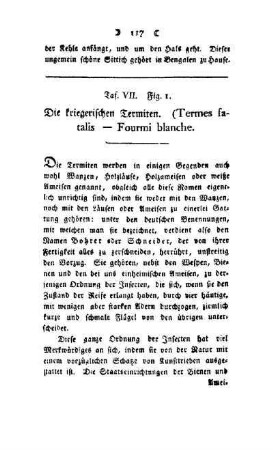¬Die¬ kriegerischen Termiten : (Termes fatalis - Fourni blanche) ; Taf. VII, Fig. 1